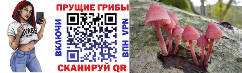 Псилоцибиновые грибы Cubensis  Западная Двина 